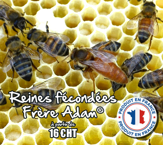 Prix de nos reines - Spécial PRO Prix de nos reines - Spécial PRO