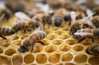 L'apiculture Française en crise ? L'apiculture Française en crise ?