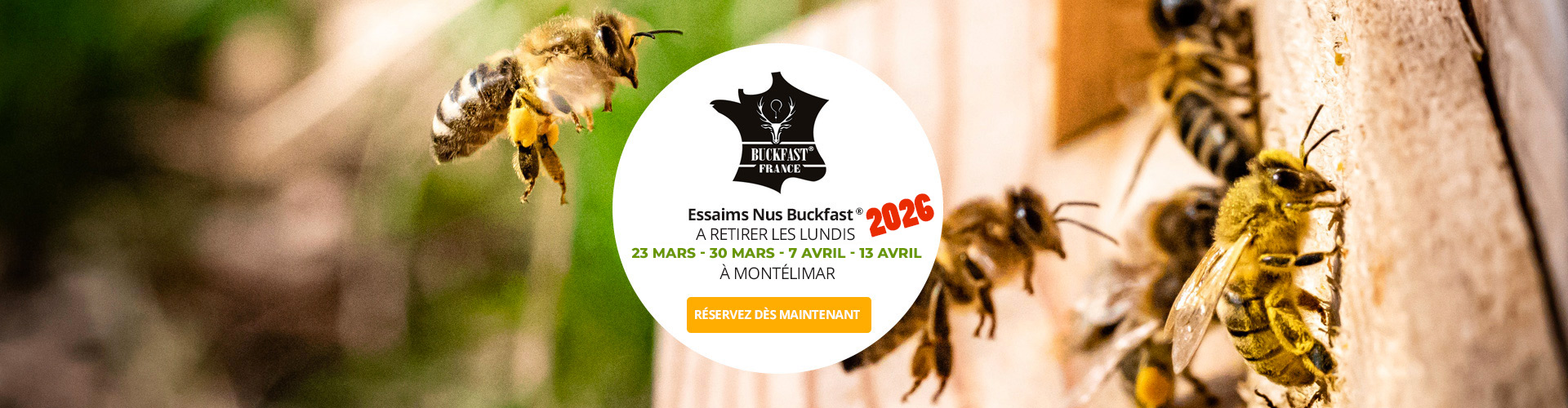 Le Ruchesco : Essaim nus d'abeilles buckfast®