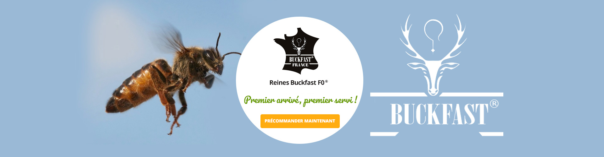 Le Ruchesco : Reines buckfast®