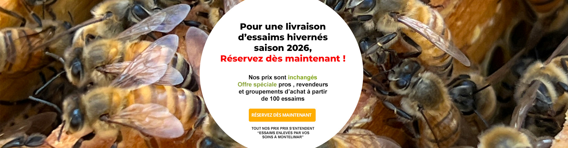 Le Ruchesco : Essaim nus d'abeilles buckfast®