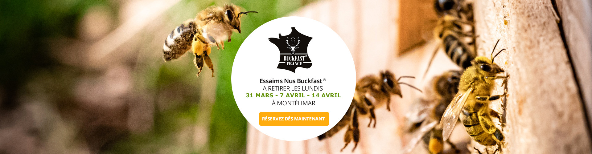 Le Ruchesco : Essaim nus d'abeilles buckfast®